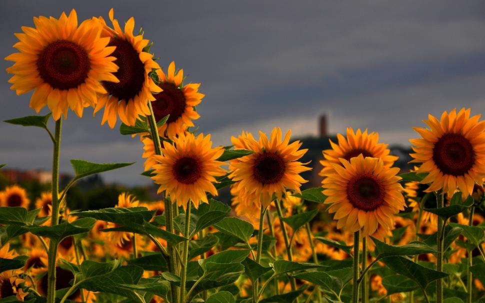sunflower photoshoot