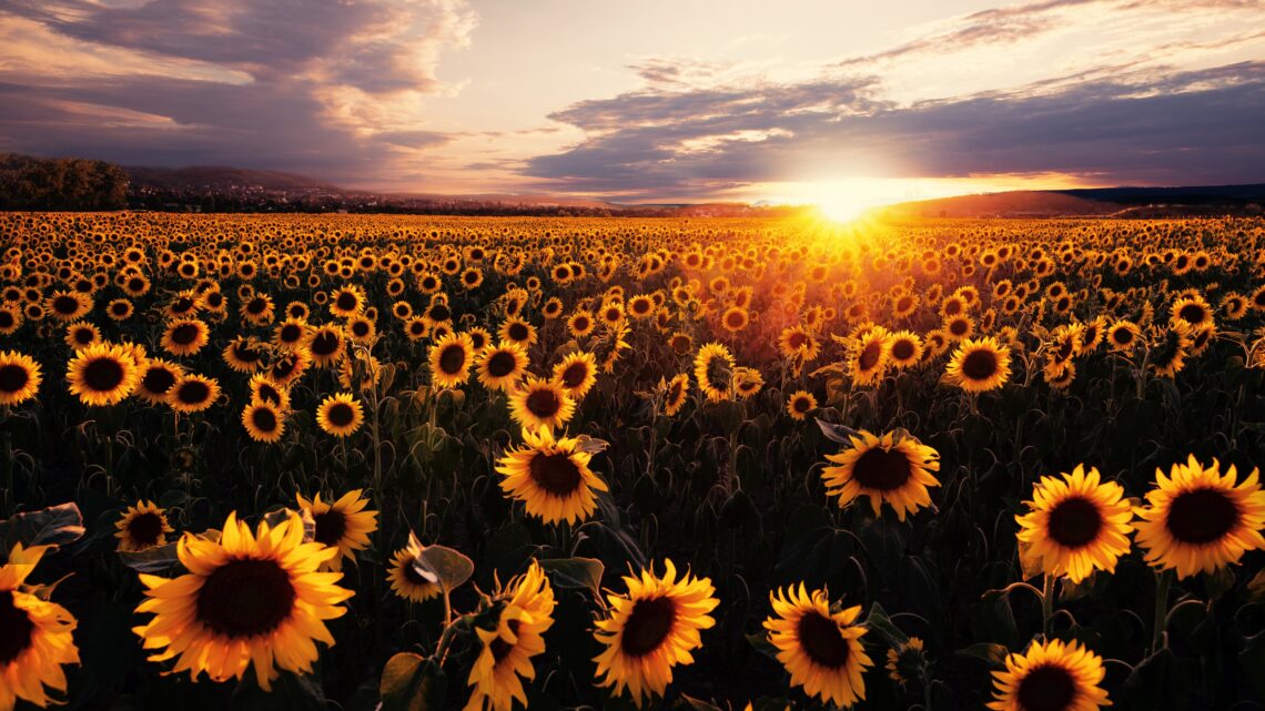 sunflower photoshoot